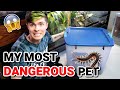 Meet My New Pet GIANT VIETNAMESE CENTIPEDE! (my most dangerous pet)