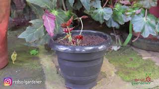 Typically used as houseplants and in shaded summer beds, begonias have
tropical subtropical origins. although on the smaller side, begonia
plan...