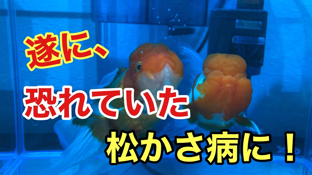 家の金魚が 遂に 松かさ病になったので 治療してみた Youtube