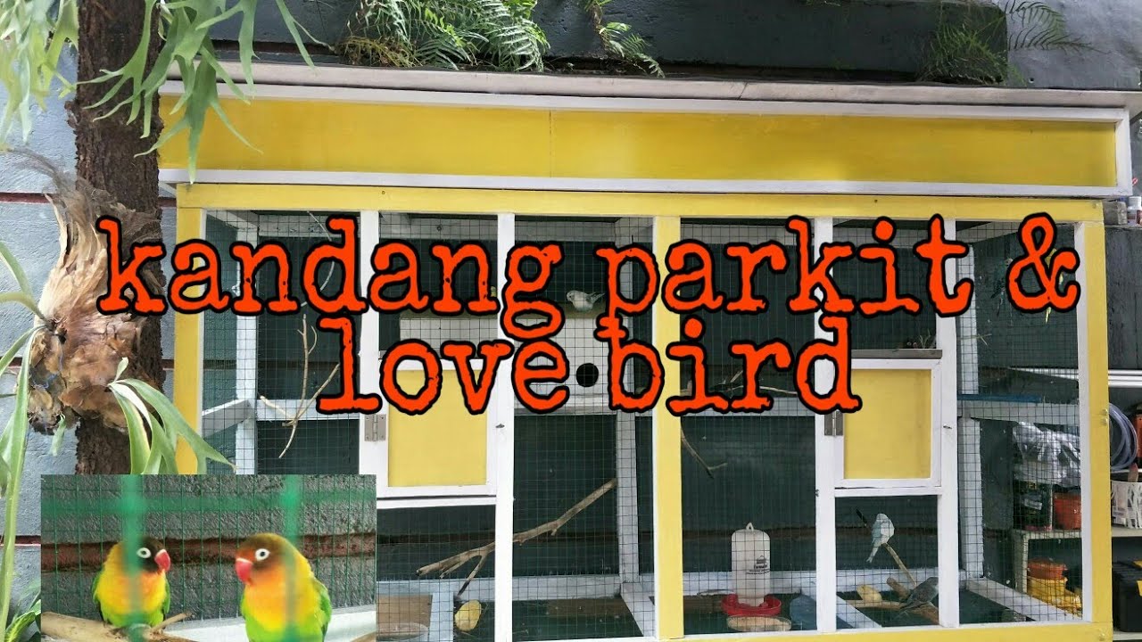 Kandang burung parkit & love bird 