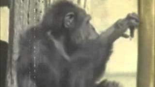 Dertli Maymum Oof Oof Damarci