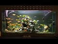 Watch Live Stream Aquarium Fish-Tank(Part35)/Смотрим Прямую Трансляцию-Аквариум Рыбный Танк(Часть35)