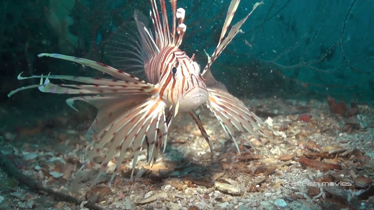 Lionfish (29)  |  Stock Video For Sale