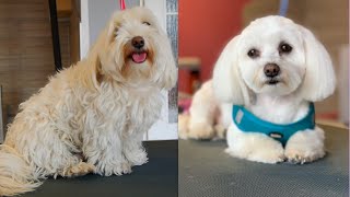 Cute Maltese Transformation  Grooming Maltese