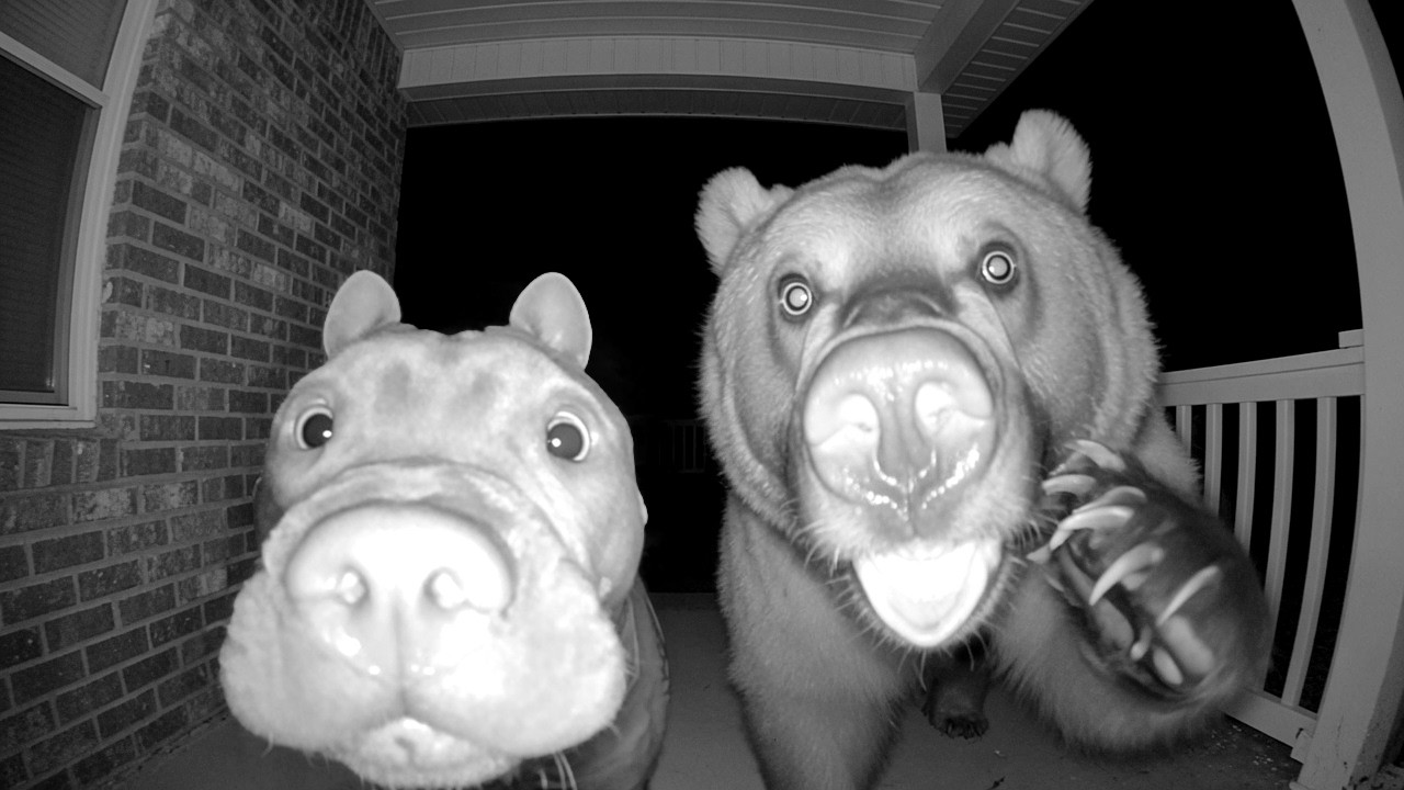 When Your Pet Introduces a New Companion – Video
