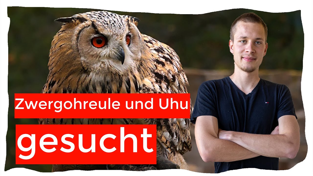 Auf der Suche nach Zwergohreule und Uhu - VLOG 05
