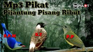 Mast³r Pikat‼️,Burung Pijantung,Kombinasi Kutilang Dan Rambatan Ribut