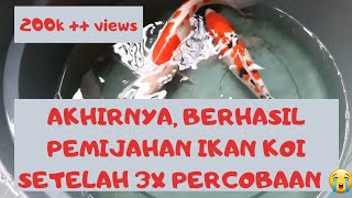 CARA PEMIJAHAN IKAN KOI UNTUK PEMULA | PROSES PEMIJAHAN IKAN KOI