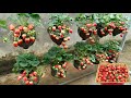 The vertical farming method using plastic bottles enhances the sweetness of strawberries.