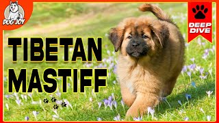 The World of TIBETAN MASTIFFS: A Complete Guide to the Breed