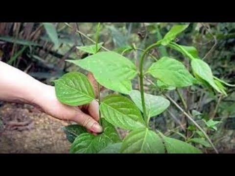 Video: Cây Nào độc Nhất