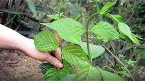 10 Loại cây cực độc ở việt nam có thể giết người trong nháy mắt lá ngón chưa là gì - Nhịp Sống Khỏe