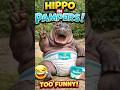 HIPPO IN PAMPERS?! 😂 You Won’t Believe This!