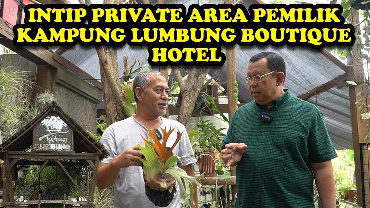INTIP KOLEKSI PLATYCERIUM DI PRIVATE AREA KAMPUNG LUMBUNG | PART 2
