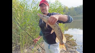 Щука прокидається та починає їсти все підряд. Рибалка на спінінг з берега. Осінь 2025