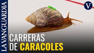 Carreras de caracoles: el insólito evento que revoluciona un pueblo de Taiwán