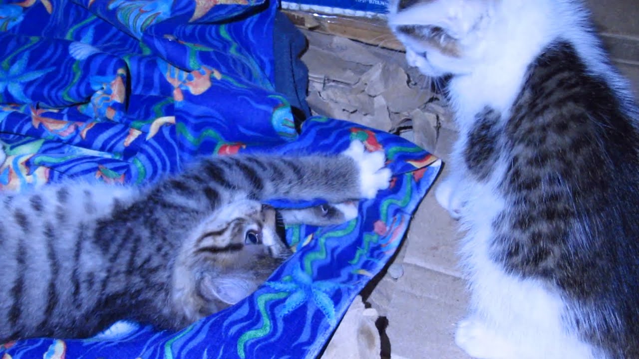 Funny kittens on a new bed sheet YouTube