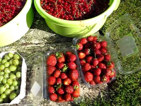 Video: Kvede Er En Duftende Og Sund Frugt