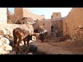 Daily Routine Village Life Afghanistan Bamyan | Village Life Afghanistan