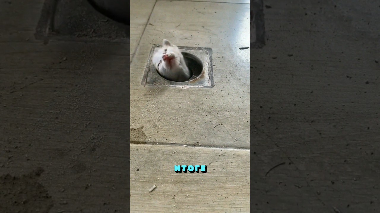 Девушка обнаружила котёнка в канализации