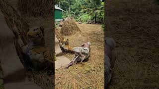 Grandpa Thought the Tiger Was REAL! Funniest Prank Reaction Ever! 😂🤣