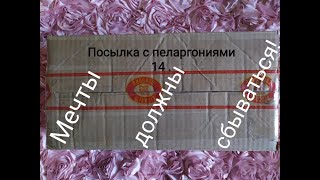 видео: Распаковка посылки с пеларгониями №14.Ролик №170.Мечты должны сбываться! Лучшие сортовые пеларгонии. картинка: Распаковка посылки с пеларгониями №14.Ролик №170.Мечты должны сбываться! Лучшие сортовые пеларгонии.