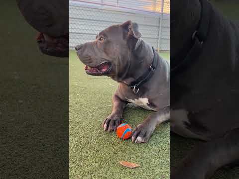 Gentle house hippo corn cobbs his toy 🌽🦛 Adopt Mr. Kitten from @austinpets2011 🐾 #dogvideos