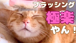 猫達にブラッシングしたらこの表情です極楽〜