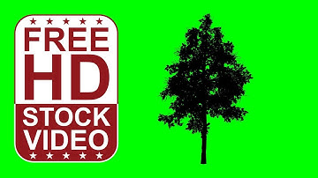 Free Stock Videos – animated black gum tree silhouette on green screen with random wind
