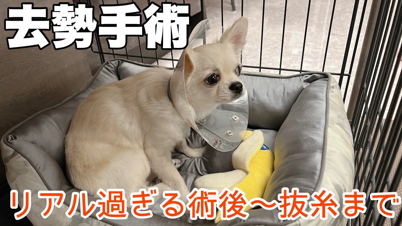 犬 避妊 手術 後 元気 ない
