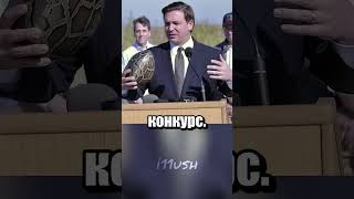 Пицца за питона