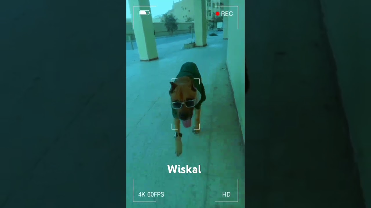 Wiskal and Nedjemeddine