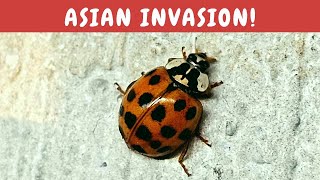 Are Asian Ladybugs invading your house? Learn everything you need to know: non-native Lady Beetles!