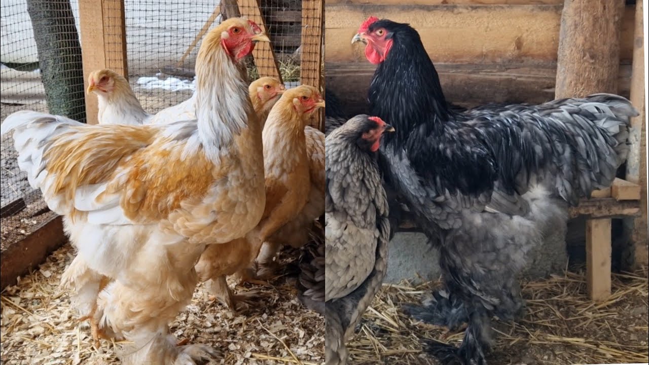 Crescătoria de GĂINI BRAHMA și AUSTRALORP a lui Ciprian Stefănescu