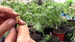 Greenhouse Automatic Watering System---installation