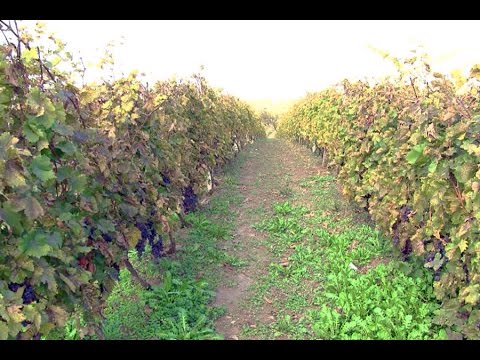 Video: Karakteristikat E Rritjes Së Rrushit Në Veri
