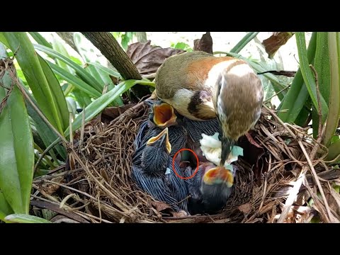 Video 2 Quả Trứng Còn Lại Trong Tổ Đã Nở 1 Quả (Trứng Chim... - youtube