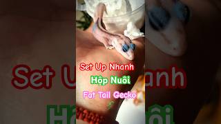 🌟 Set Up Nhanh Hộp Nuôi Thằn Lằn 🌟 #fattailgecko #setup #gecko
