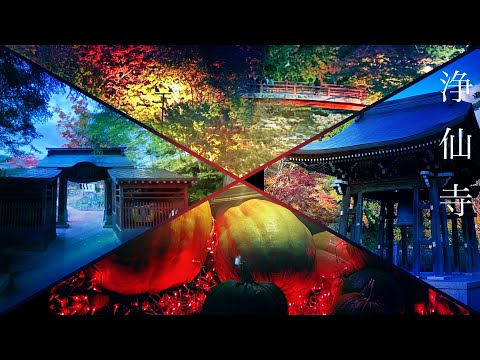 【めっちゃ青森】中野もみじ山・浄仙寺珈琲 2023年紅葉