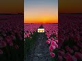 Pink Tulip Paradise at Sunset 🌷✨ #nature #flowers #cinematic #tiktokviral #usa
