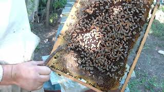 300+  Рятуємо пасіку від загибелі. Використання ентеронорміну при отруєнні бджіл.