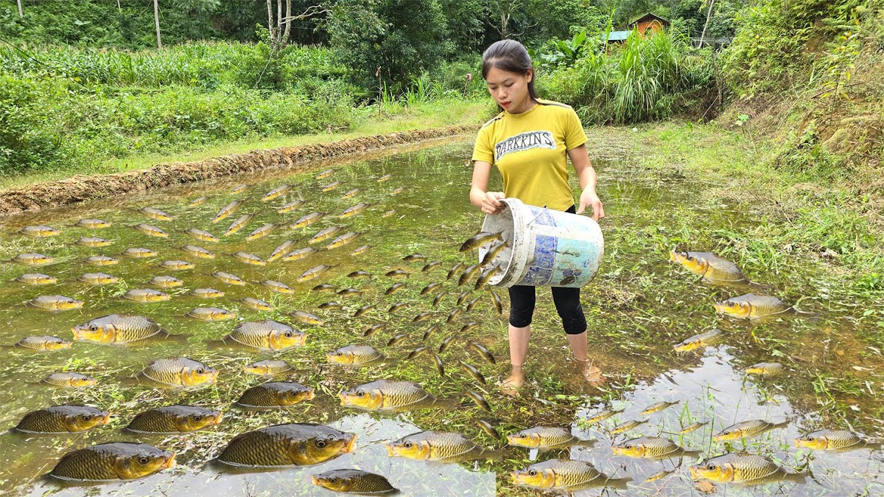 clean the fish pond and put fish in the new pond, restore Farm - live ...