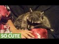 Raccoon refuses to let owner stop petting her