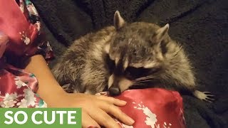 Raccoon Refuses To Let Owner Stop Petting Her