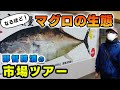 マグロの生態教えます！マグロの町の市場ツアー！（和歌山県の那智勝浦）