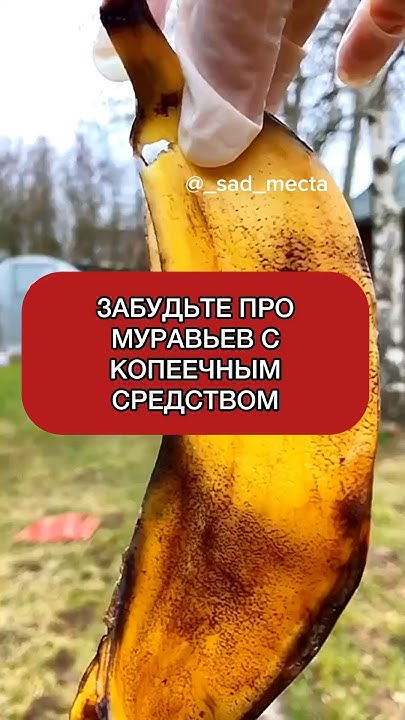Средство от Муравьев безопасно и дешево #дача #огород - YouTube
