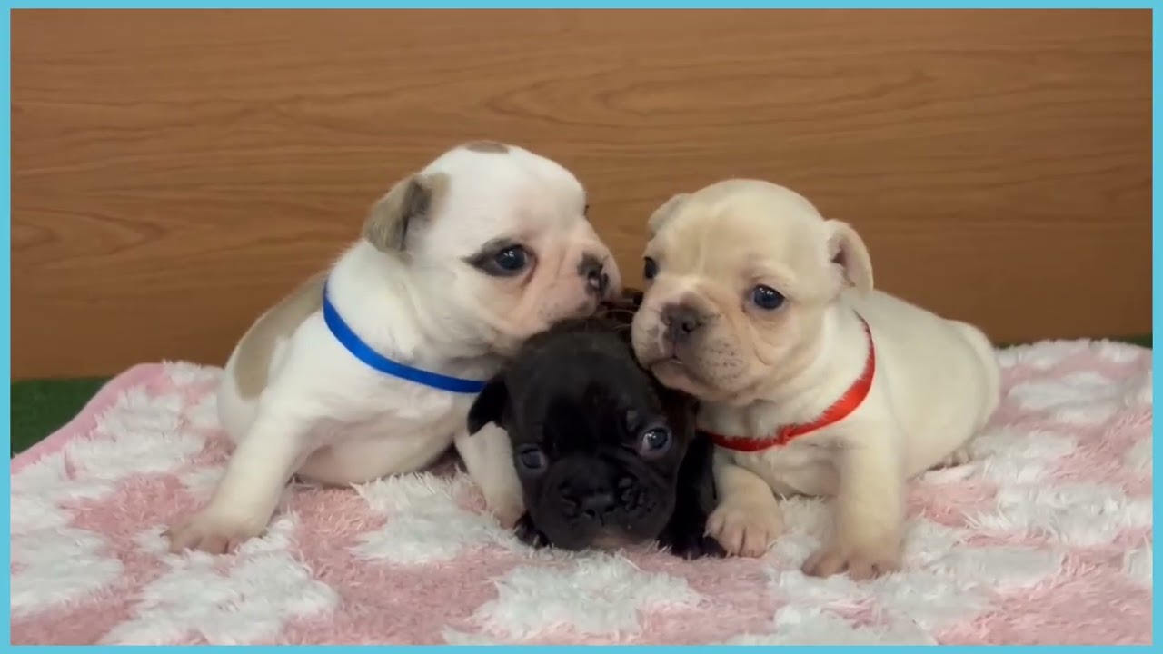 749416 フレンチブルドッグ - YouTube