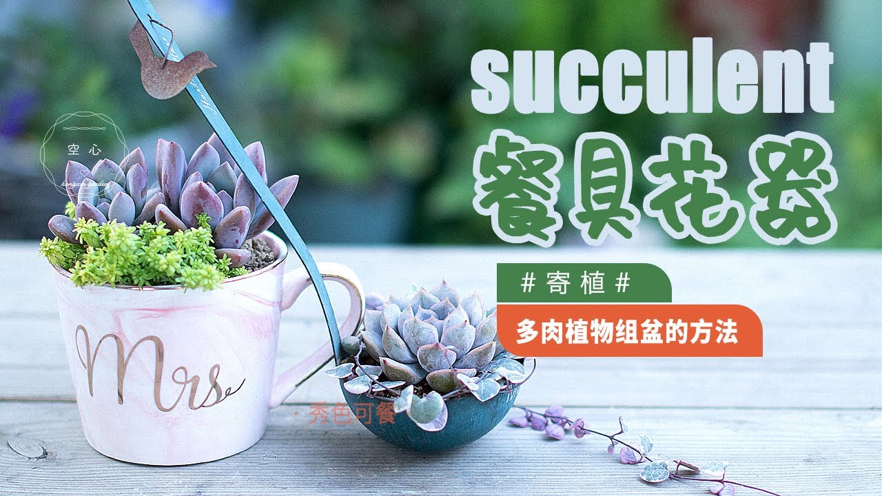 2 How To Grow Succulents 多肉植物组盆方法 水杯和勺子做花器 我很喜欢 你呢 寄植 Youtube