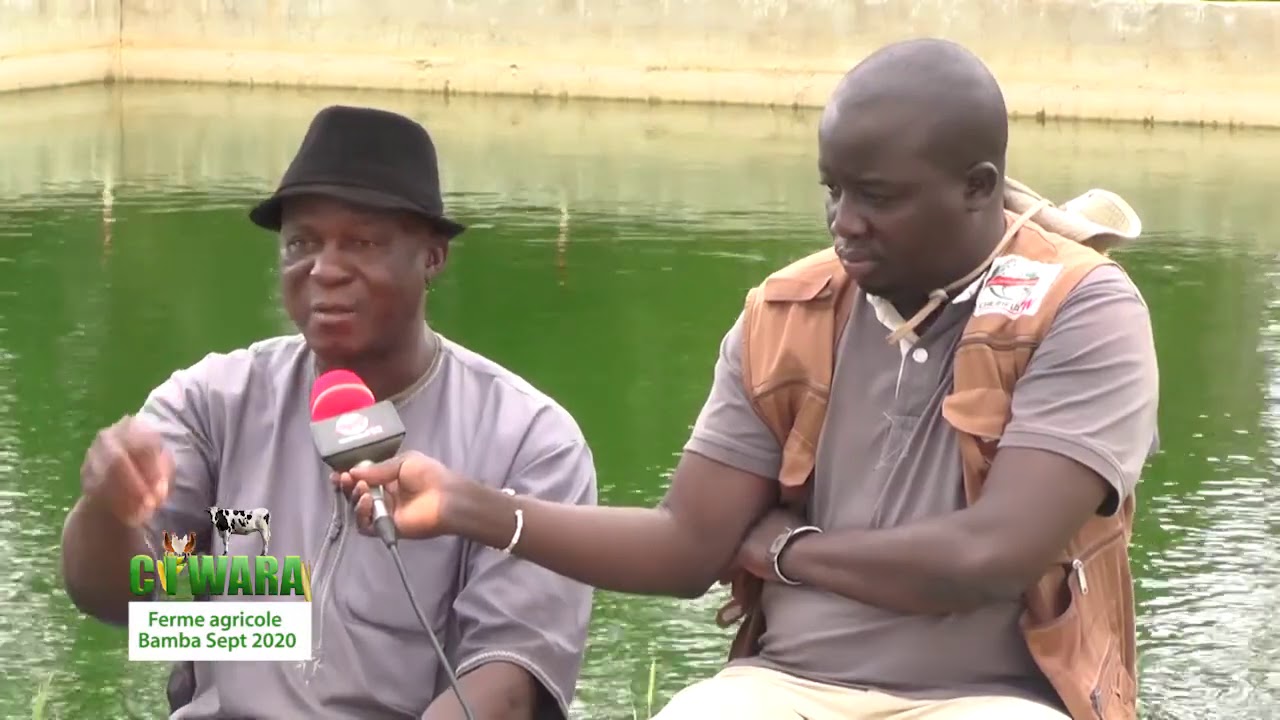 CIWARA FERME AGRICOLE BAMBA SEPTEMBRE 2020