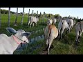 Raising cows like a local